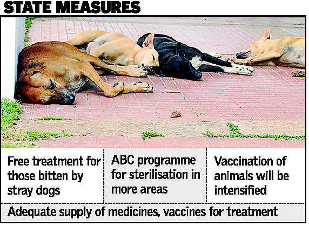 Steps to tackle stray dog menace - The Hindu Steps to tackle stray dog menace - The Hindu