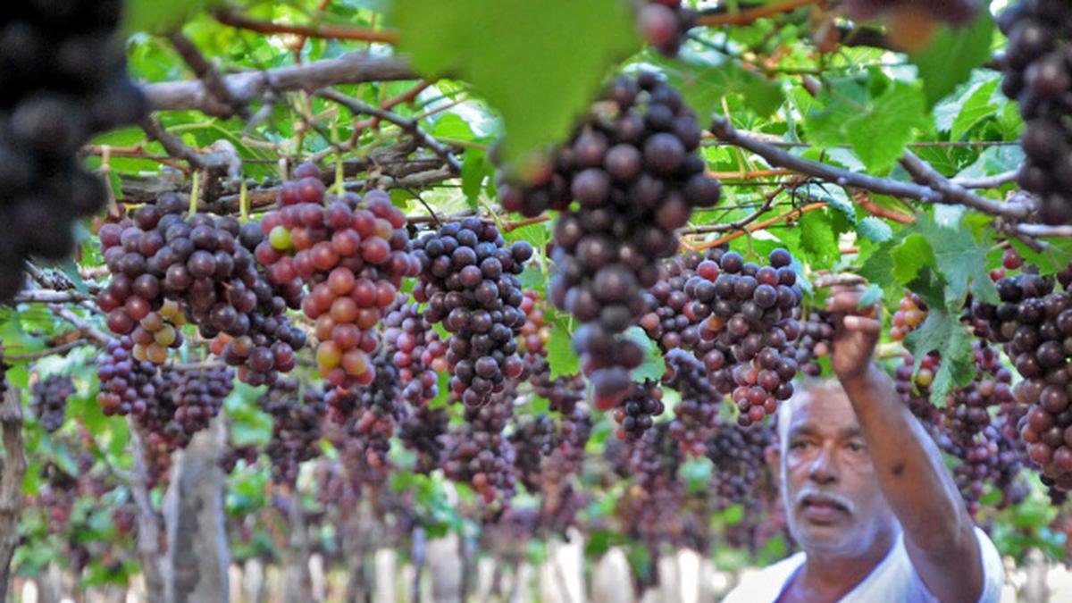 Grapes turn sour for farmers in Coimbatore The Hindu
