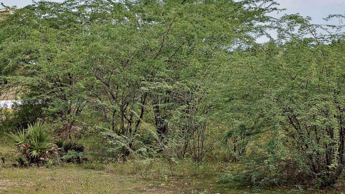 Govt. proposes special programme to remove ‘karuvelam’ trees The Hindu