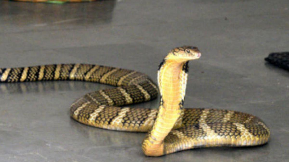 Delhi zoo visitors queue up to see King Cobra - The Hindu