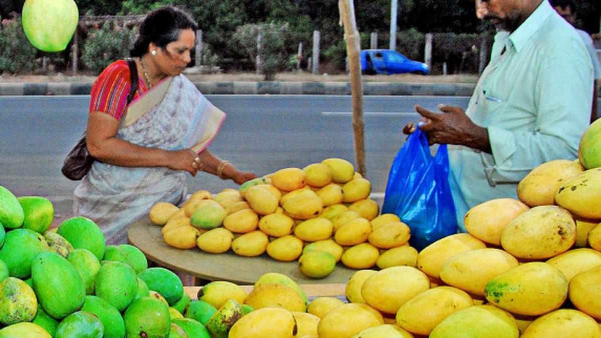 Ulavapadu variety mangoes turn bitter for farmers, buyers The Hindu