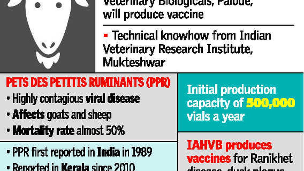 state-to-produce-goat-plague-vaccine-the-hindu