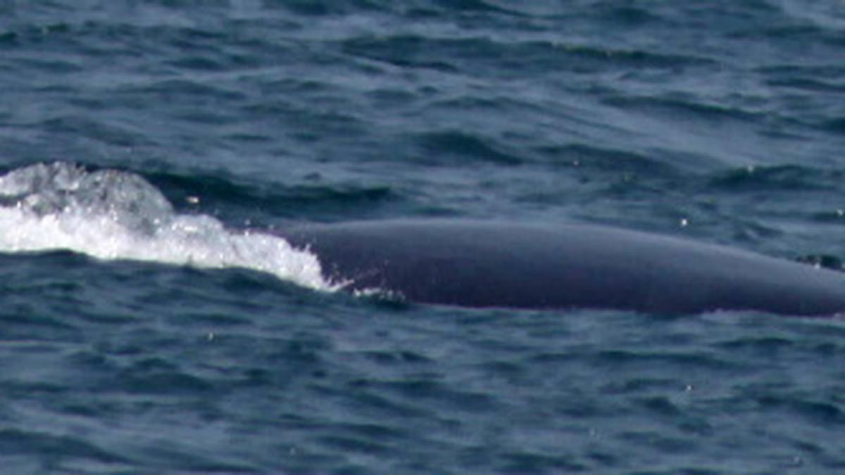 After 100 years, Blue whales churn sea off Maharashtra - The Hindu