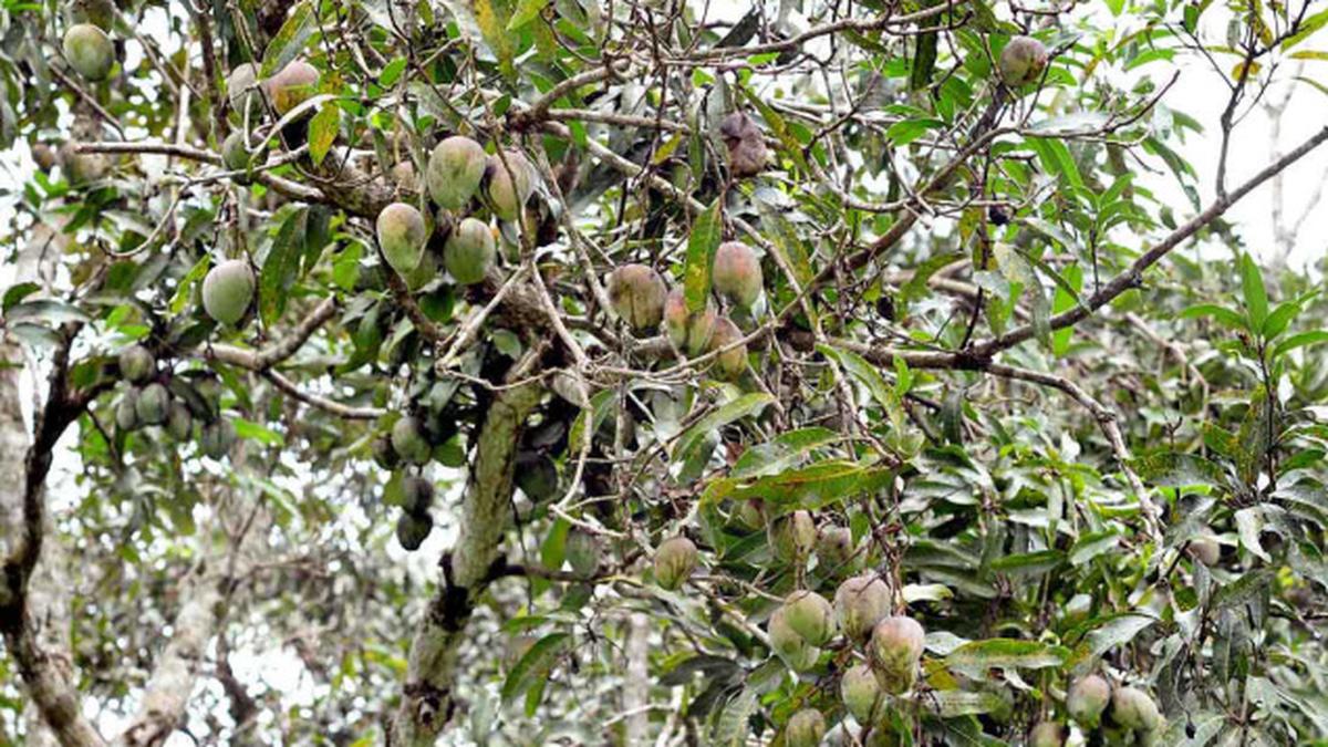 Native mango varieties get a helping hand - The Hindu