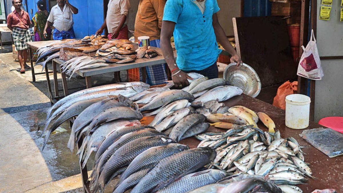 Top Fishing Equipment Wholesalers in Chennai - फिशिंग