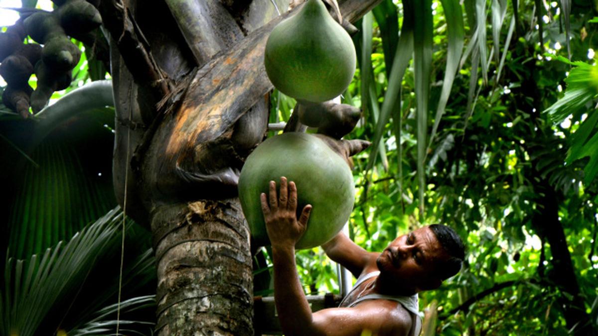 India’s only double coconut tree artificially pollinated The Hindu