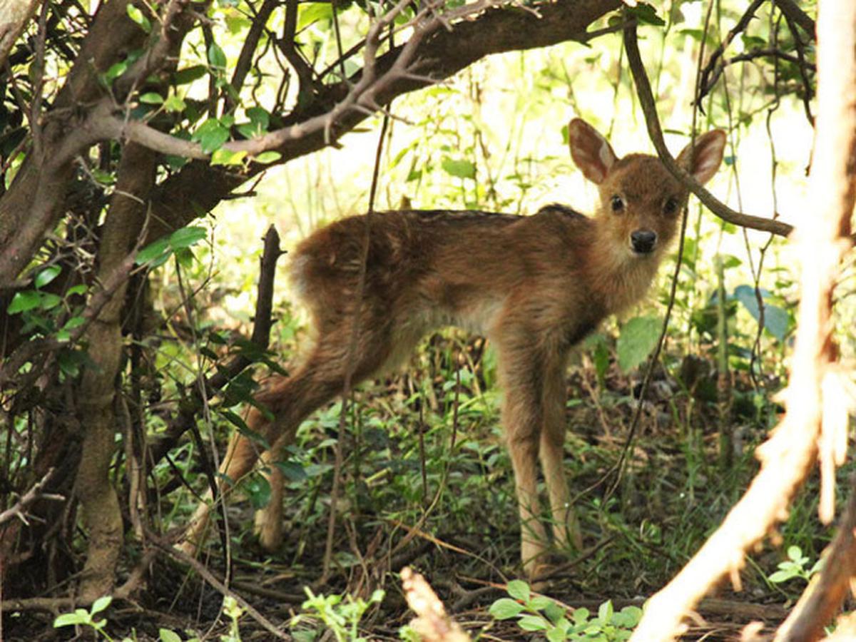 Manipur to translocate critically endangered Sangai deer - The Hindu