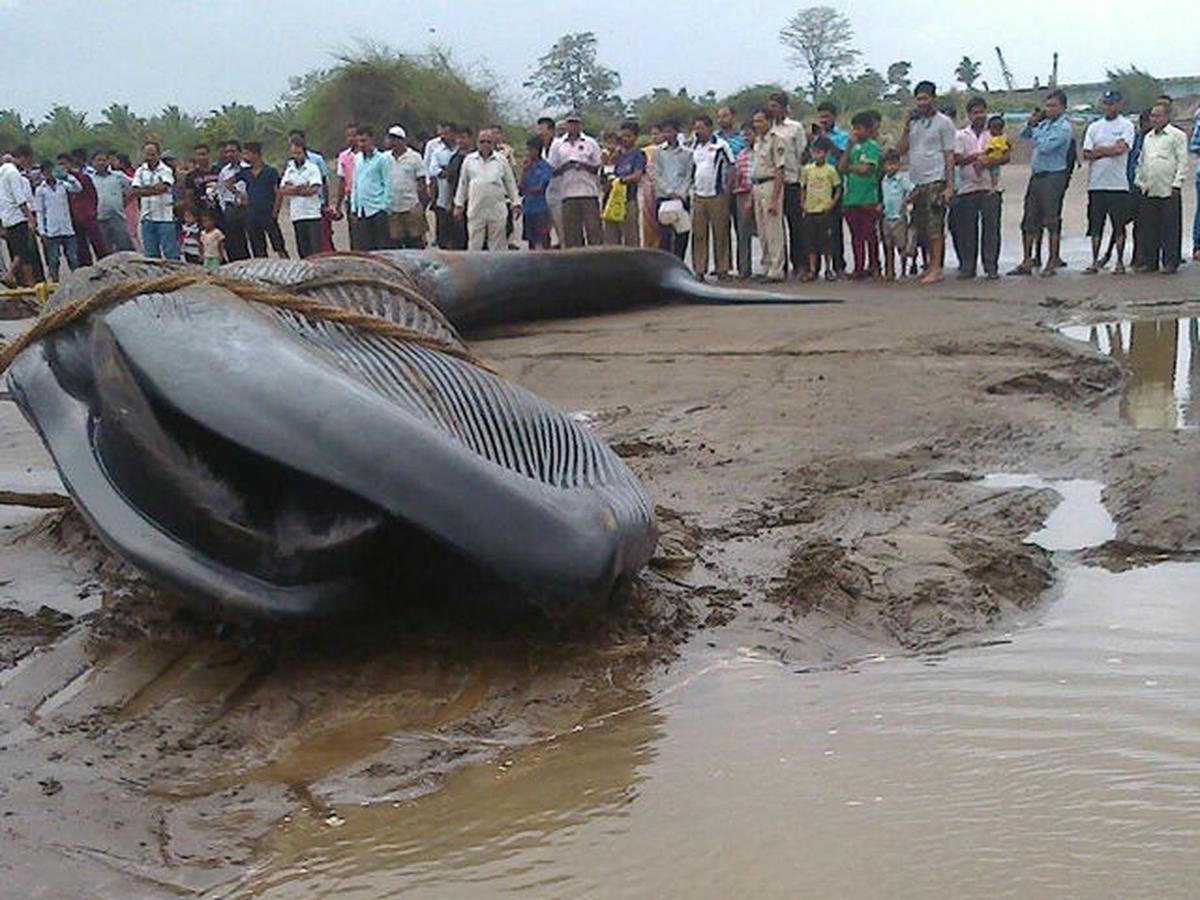 Beached blue whale dies in Maharashtra - The Hindu