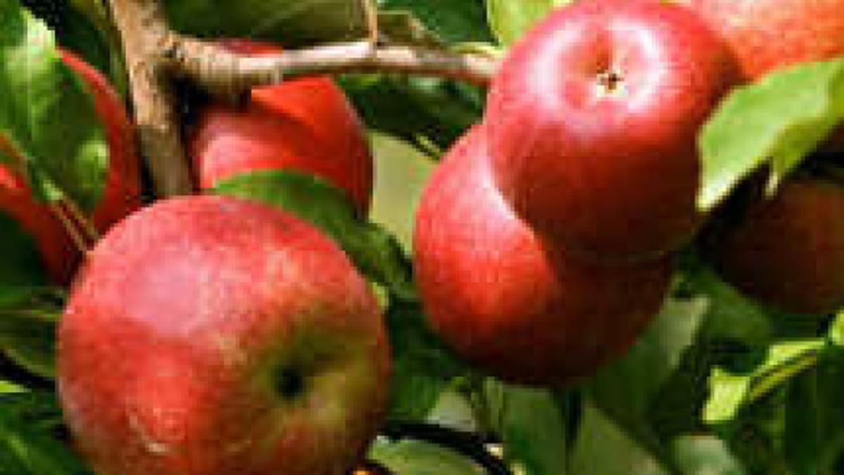 Modern apples originated in Kazakhstan study The Hindu