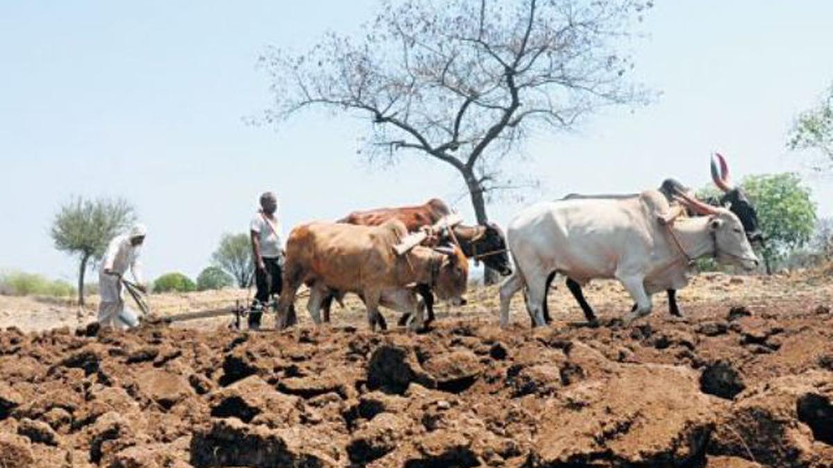Maharashtra Records Most Farmer Suicides The Hindu 4590