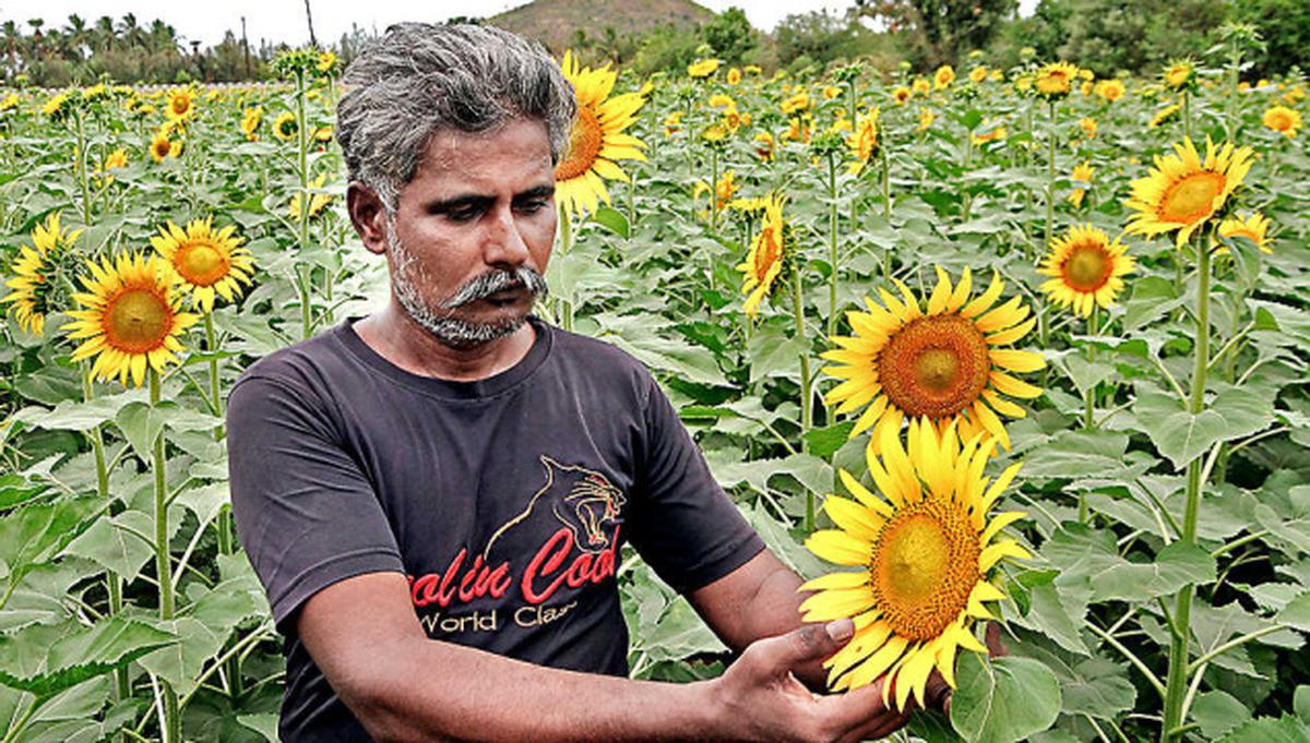 Back To Sunflower Farming - The Hindu