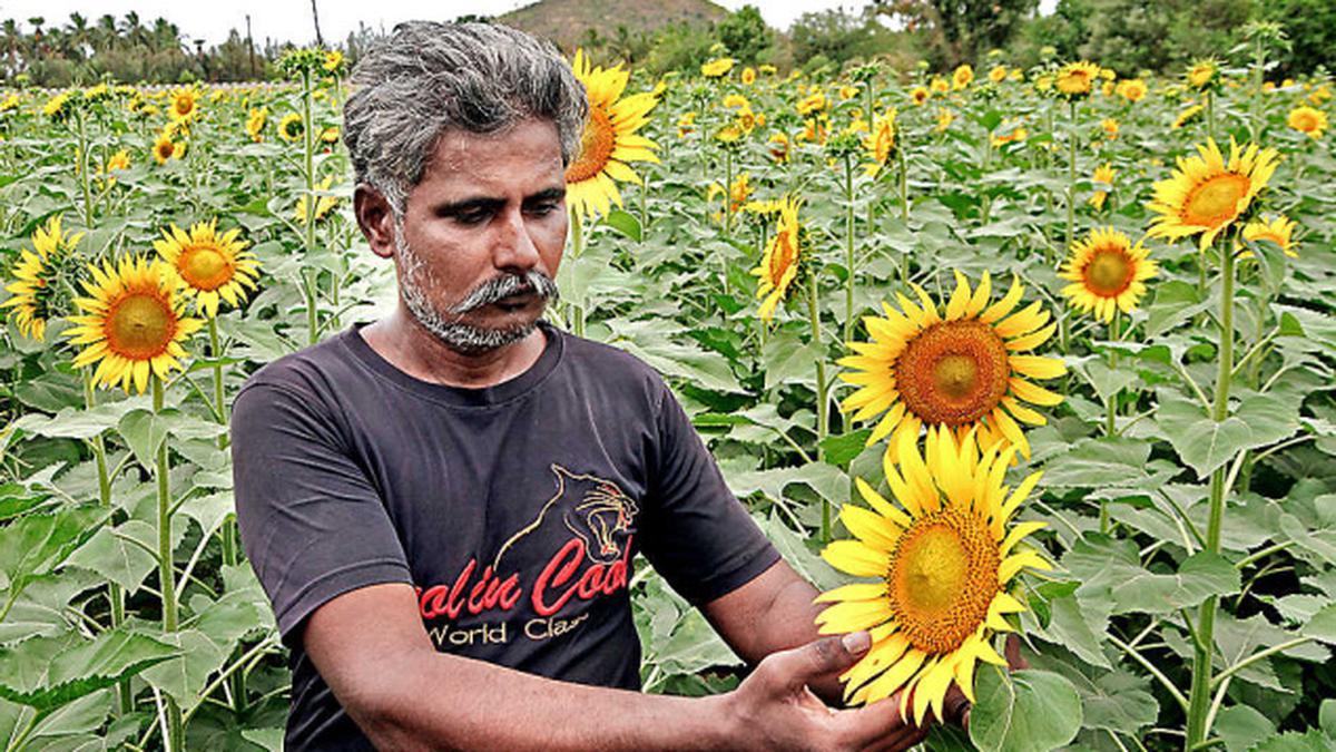 Back to sunflower farming - The Hindu