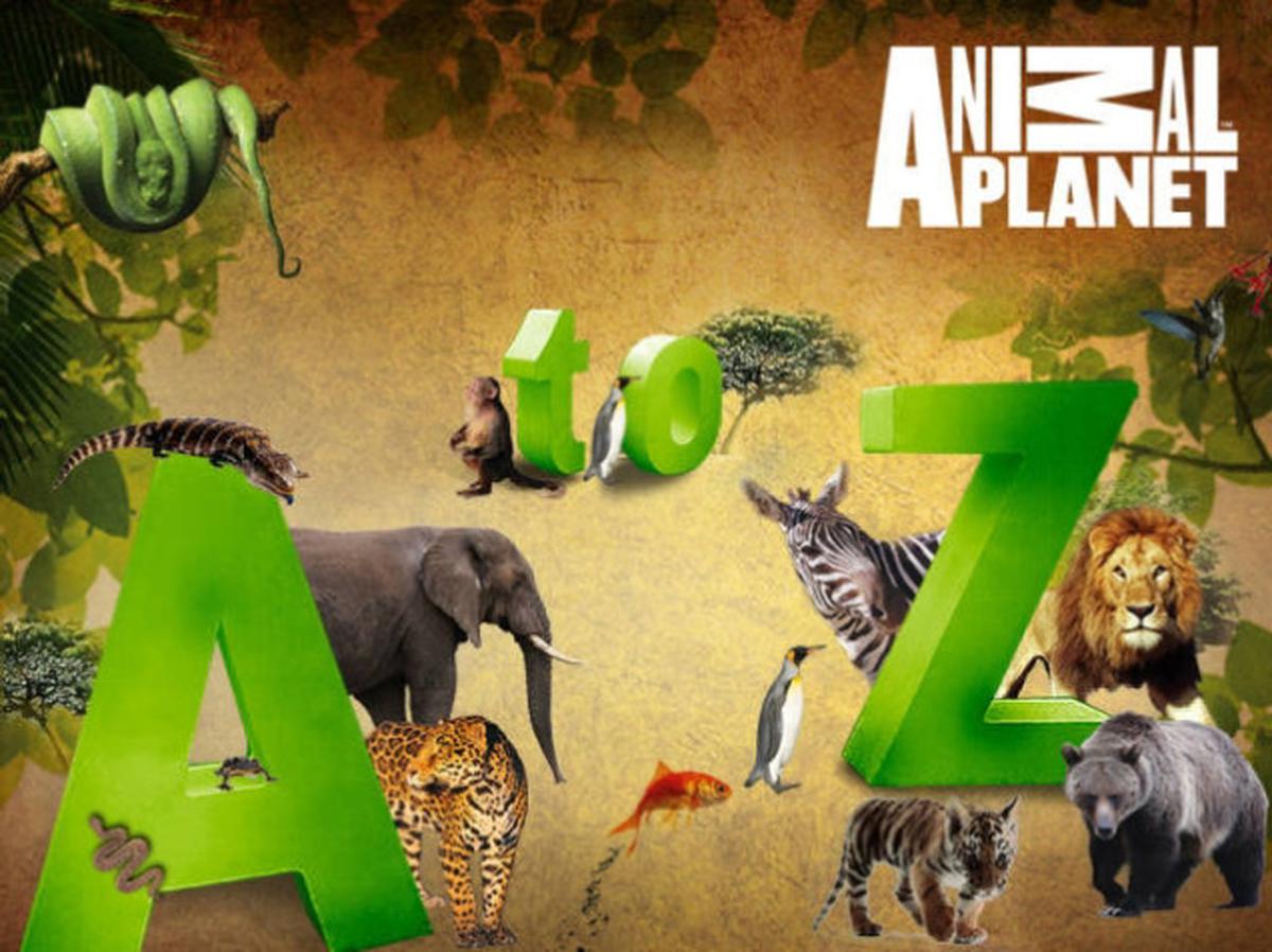 Канал animal planet. Планета животных канал. Анимал планет. Телеканал Анимал планет. Анимал планет животные.