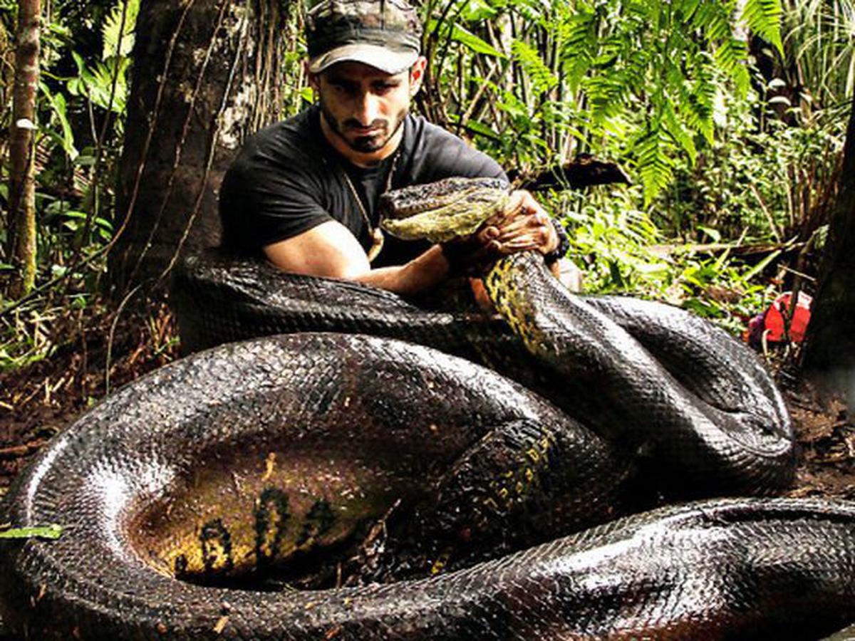 Big Snakes Anaconda