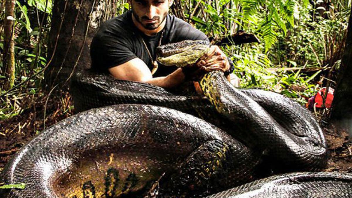 Getting wrapped by anaconda to help conserve big snakes - The Hindu