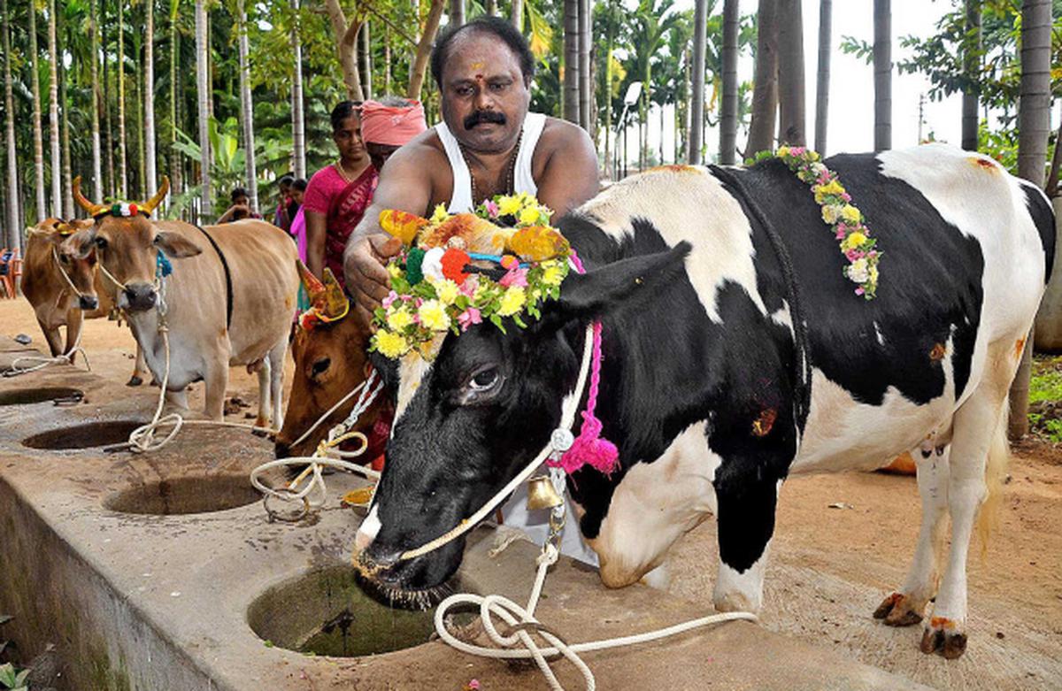 Mattu Pongal' celebrated with religious fervour - The Hindu