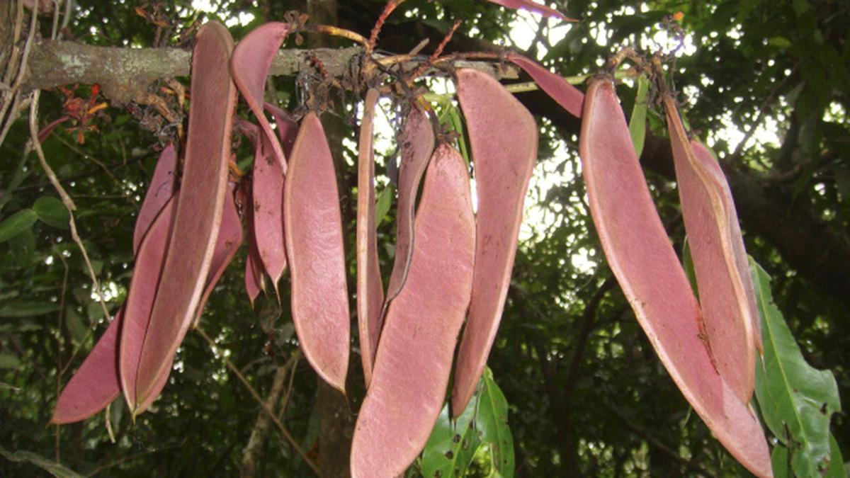 Use of critically endangered medicinal plants to be phased out The Hindu