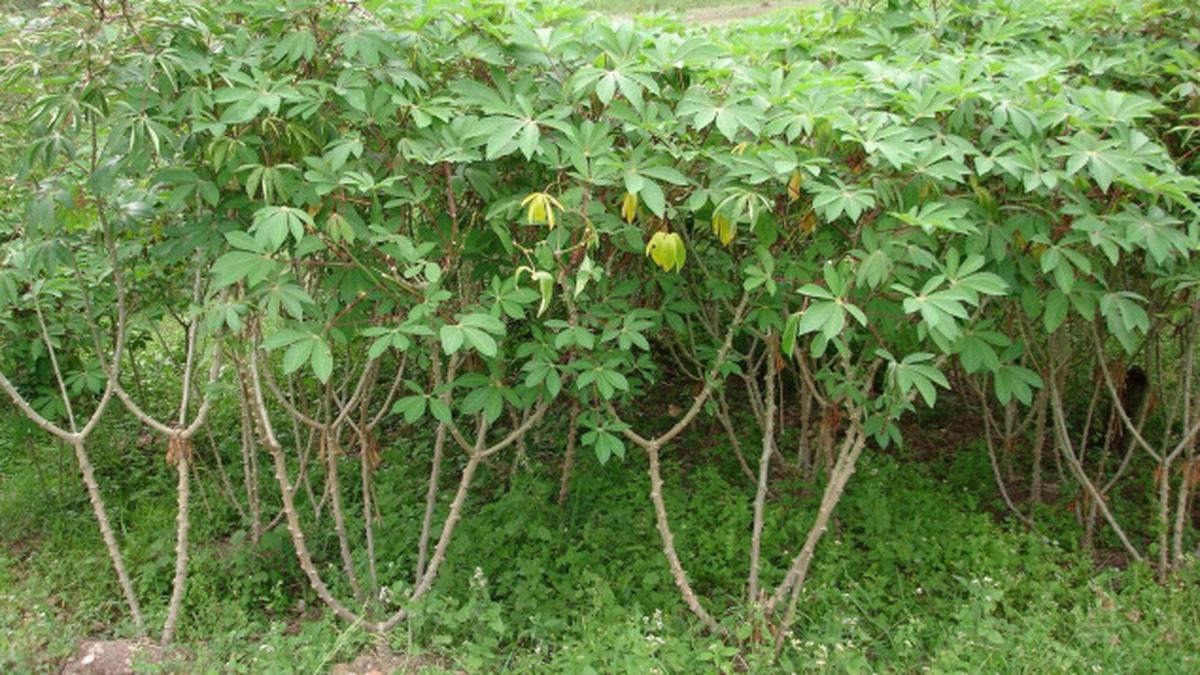 With local millers ruling the roost, tapioca farmers get a raw deal - The  Hindu