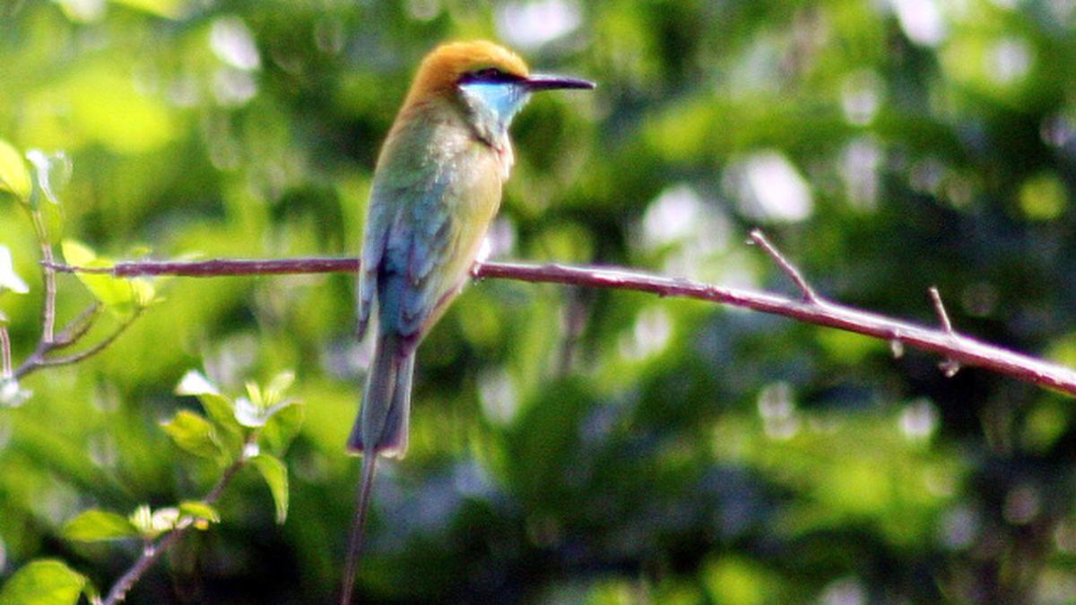Happy Bird Days The Hindu
