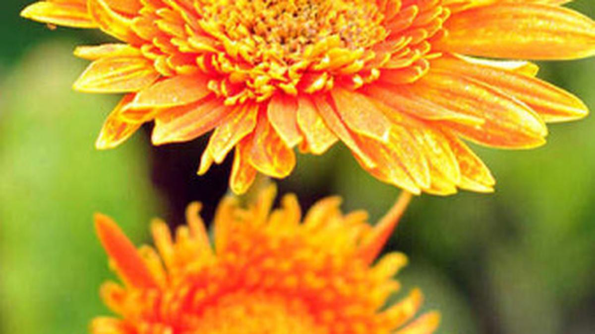 Where cutflowers spread pleasant odour The Hindu