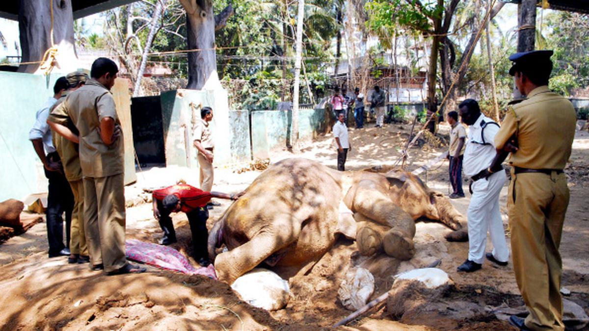 Octogenarian albino elephant dies - The Hindu