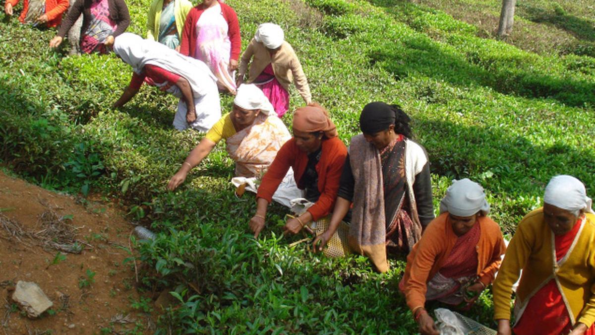 Workers of ‘sold’ tea gardens want to retain government jobs The Hindu