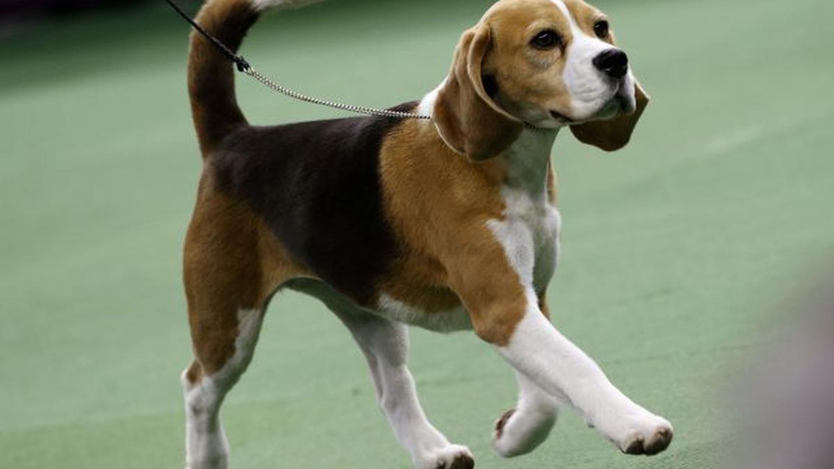 Beagle Named Miss P Wins 139th Westminster Dog Show - The Hindu