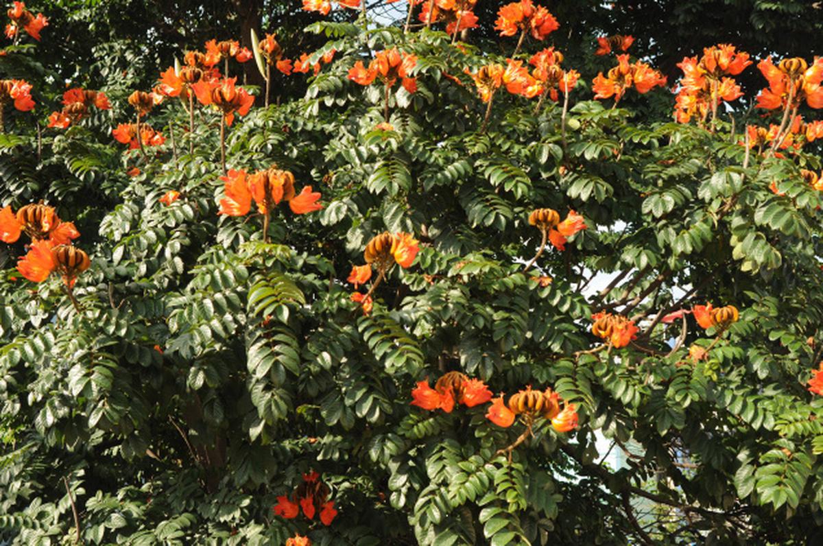 Crimson canopy - The Hindu