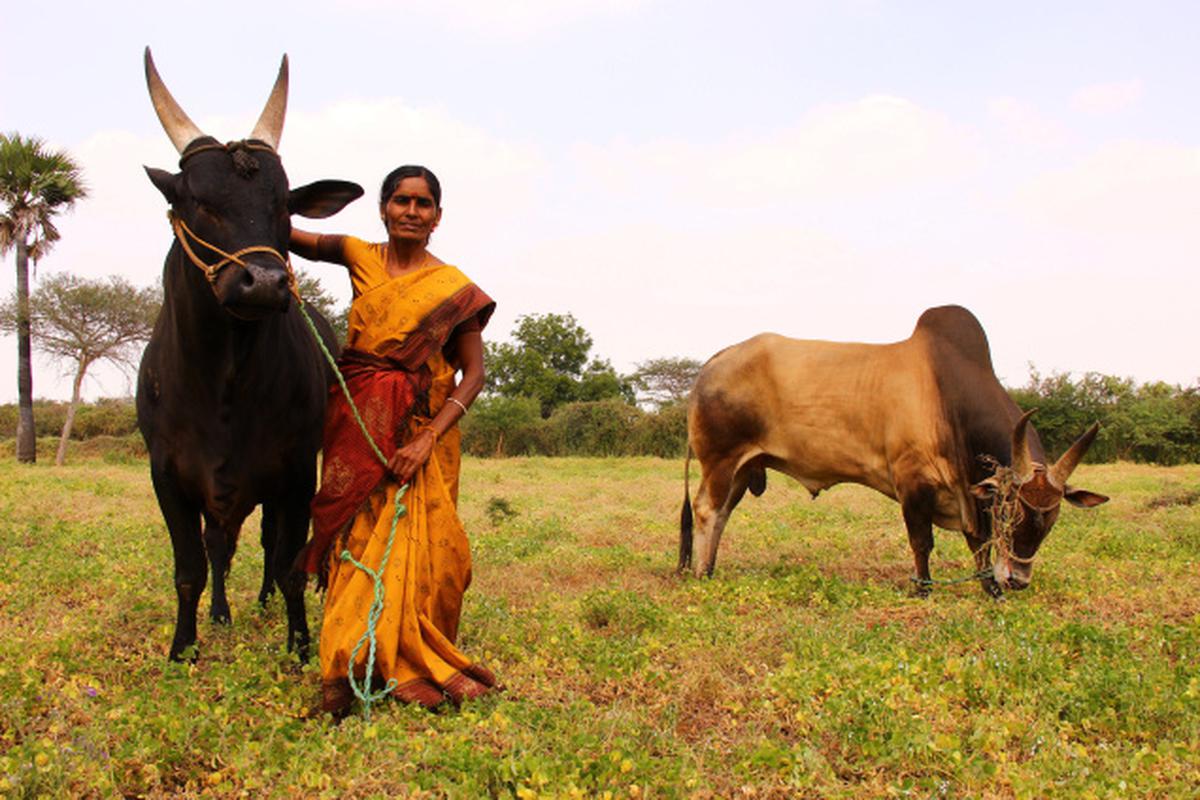 Bulls in her backyard - The Hindu