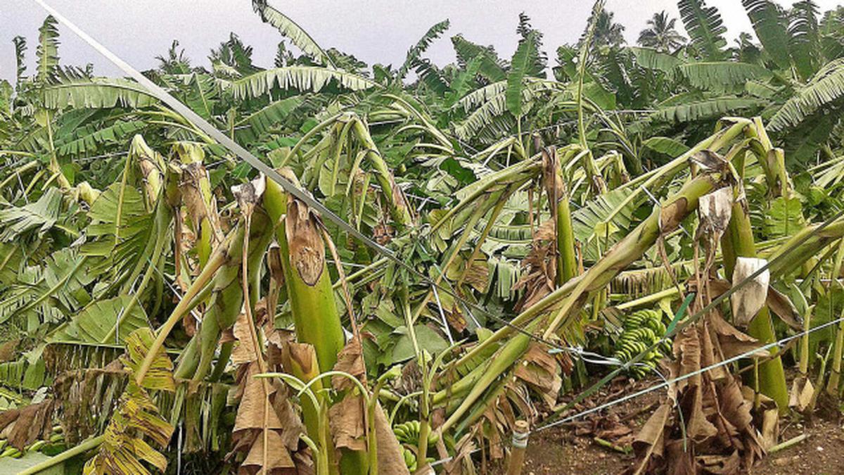 Gale damages banana crop in Salem - The Hindu