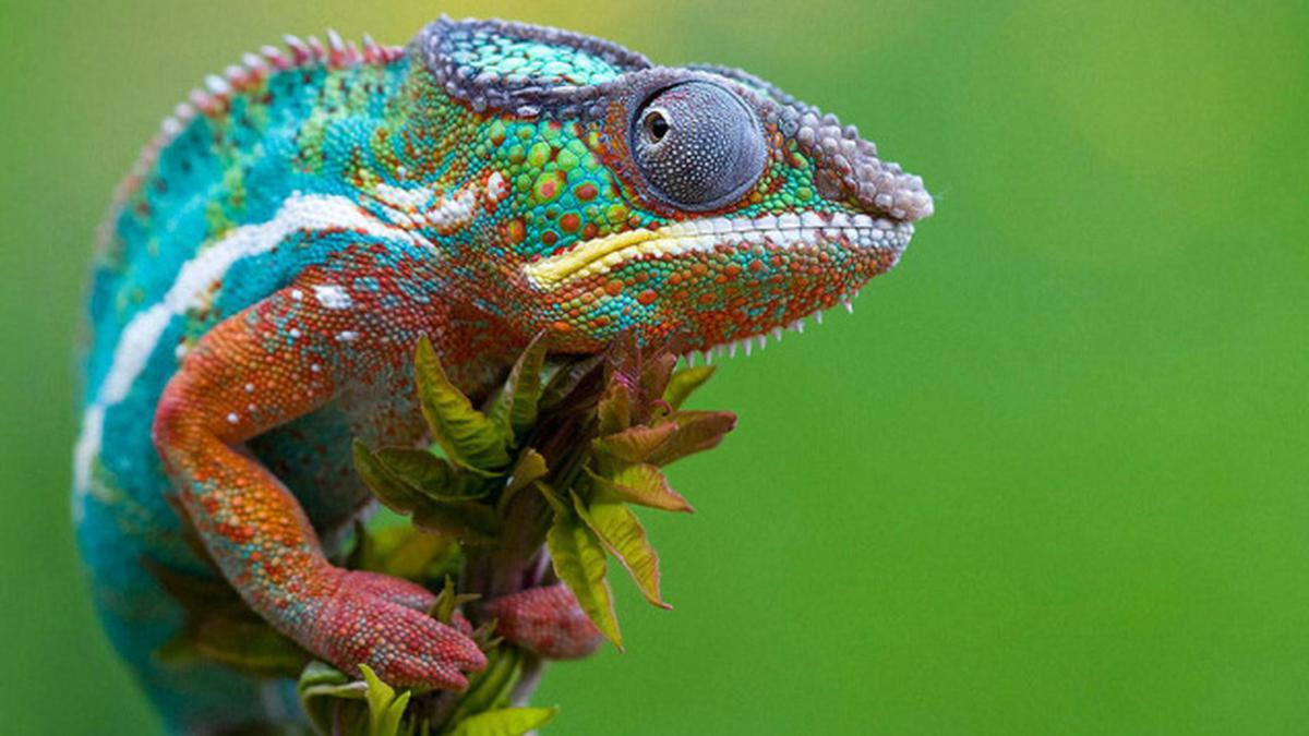 Researchers Explain How Chameleons Change Color