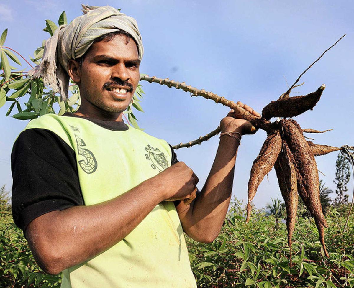 Tapioca cultivation remains mainstay of Pachamalai farmers The Hindu