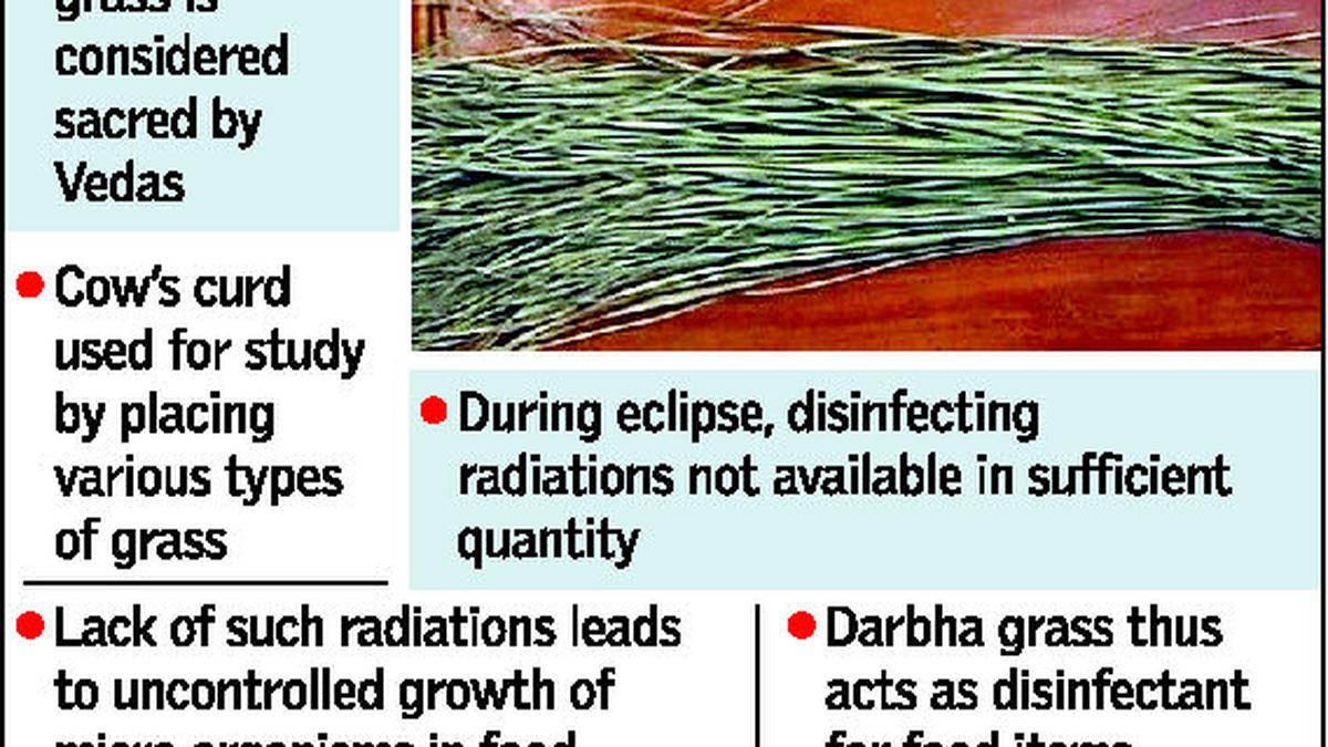 ‘Darbha’ grass, a natural preservative The Hindu