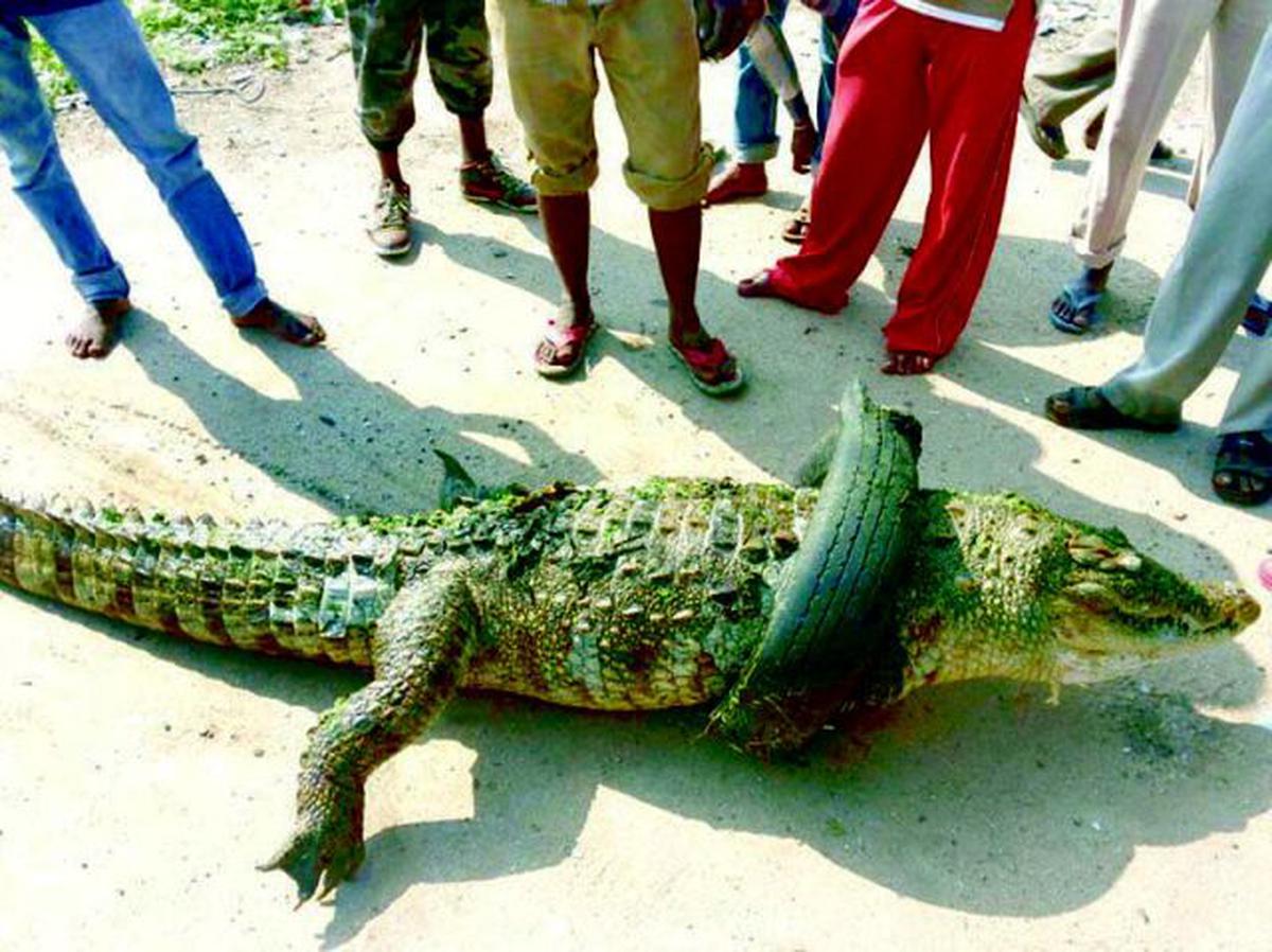 ‘No clue as to where crocodile found dead in Mysuru came from’ - The Hindu