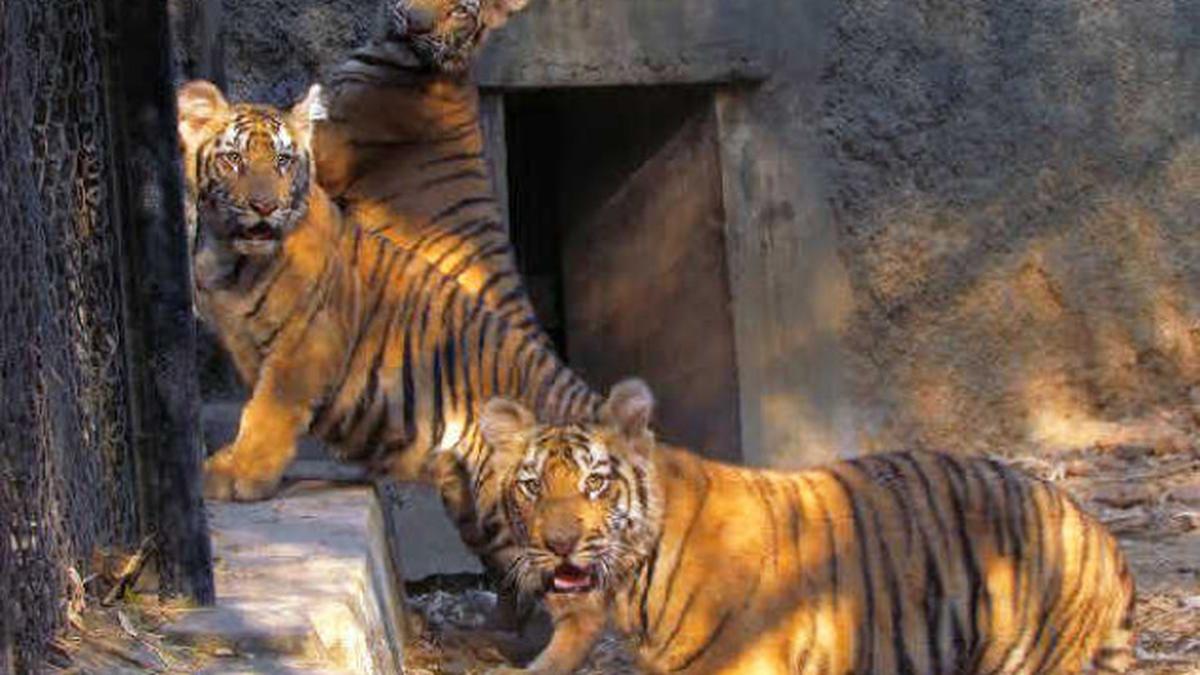 Litter of tiger cubs forms latest attraction at zoo The Hindu