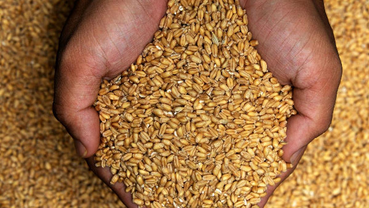 India said to offer wheat to flour millers, biscuit makers to tame prices