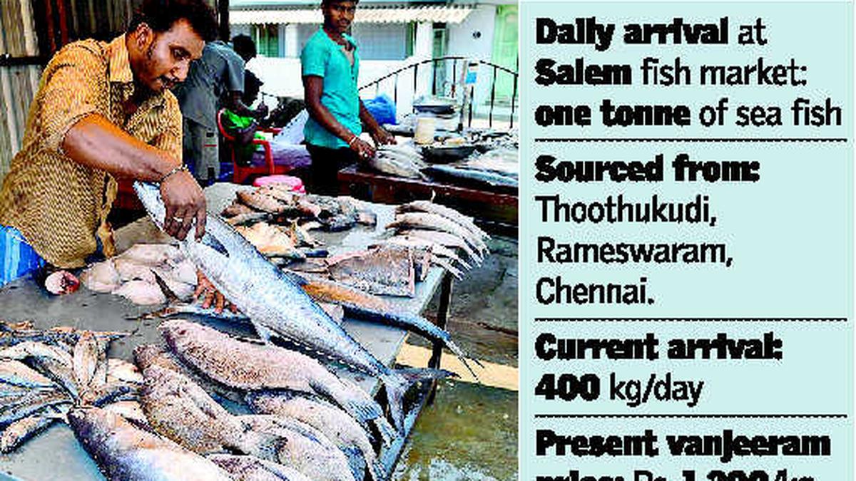 Seafood dearer in Salem The Hindu