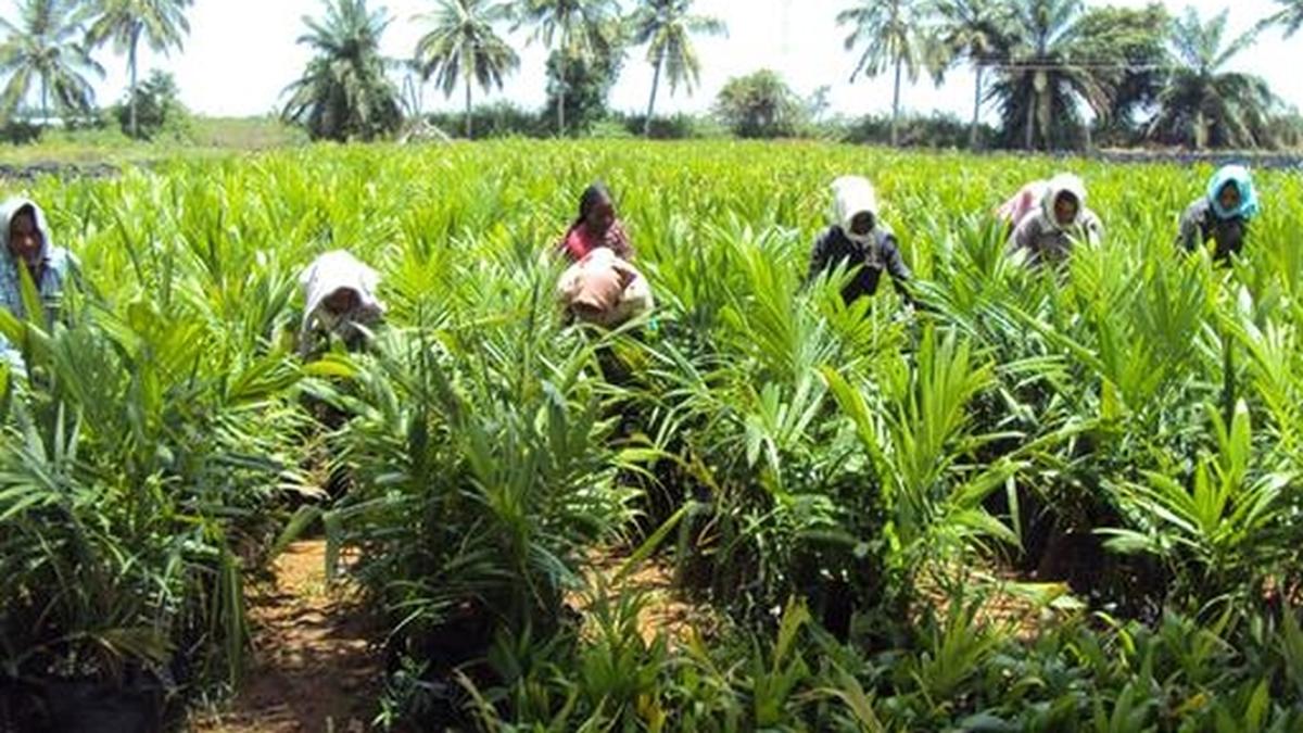 The new seed bowl of Telangana The Hindu