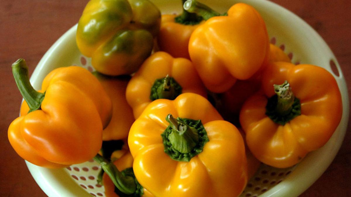 Capsicum for controlling diabetes, obesity The Hindu