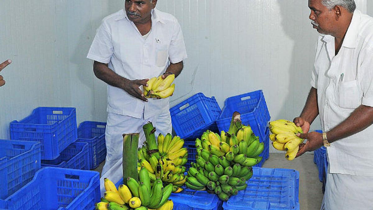 Banana ripening centre starts receiving growers’ patronage The Hindu
