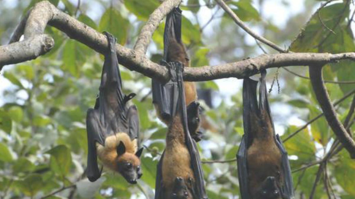 Bats use brain just like humans study The Hindu