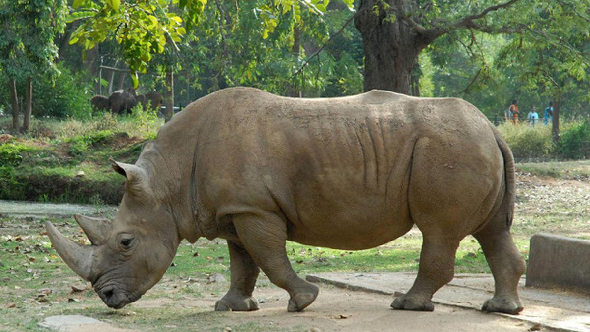 Mysuru zoo to get four white rhinos from Japan - The Hindu