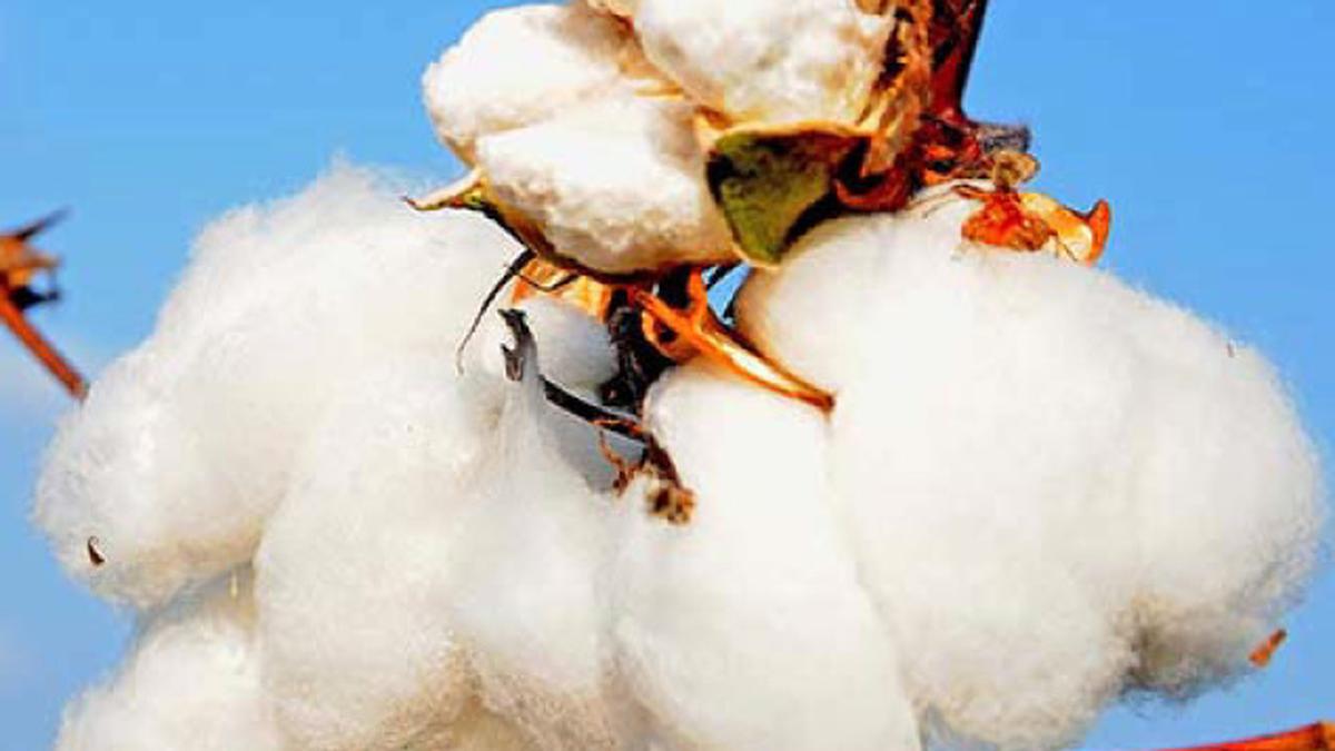 Centre eases export rules for cotton, yarn The Hindu