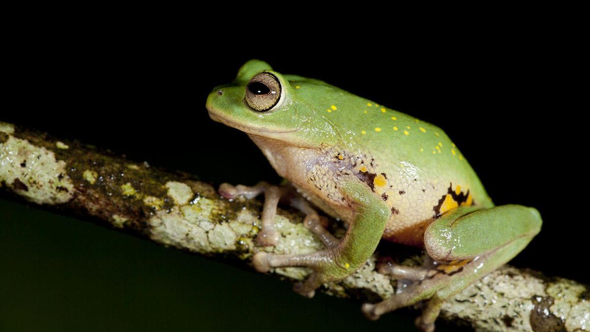 Nine tiny new frogs add to Western Ghats inventory - The Hindu