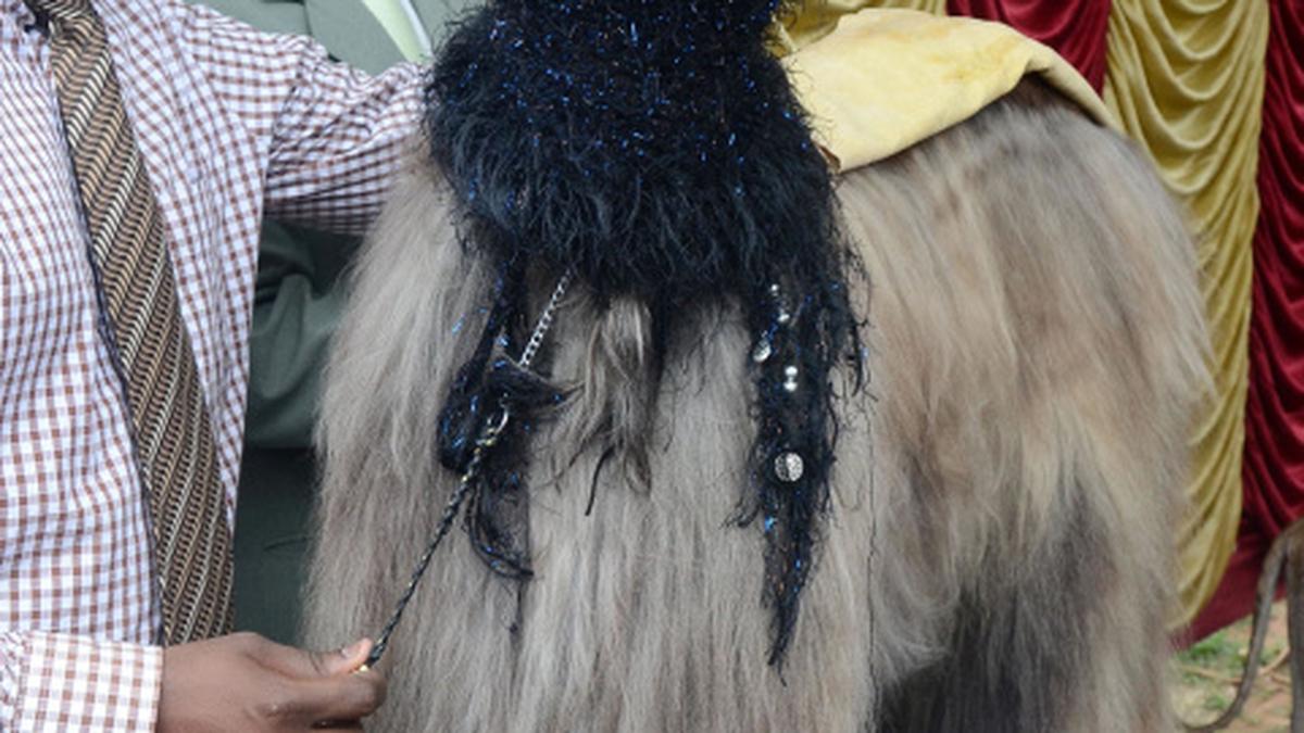 44 breeds on dog show in Coimbatore The Hindu