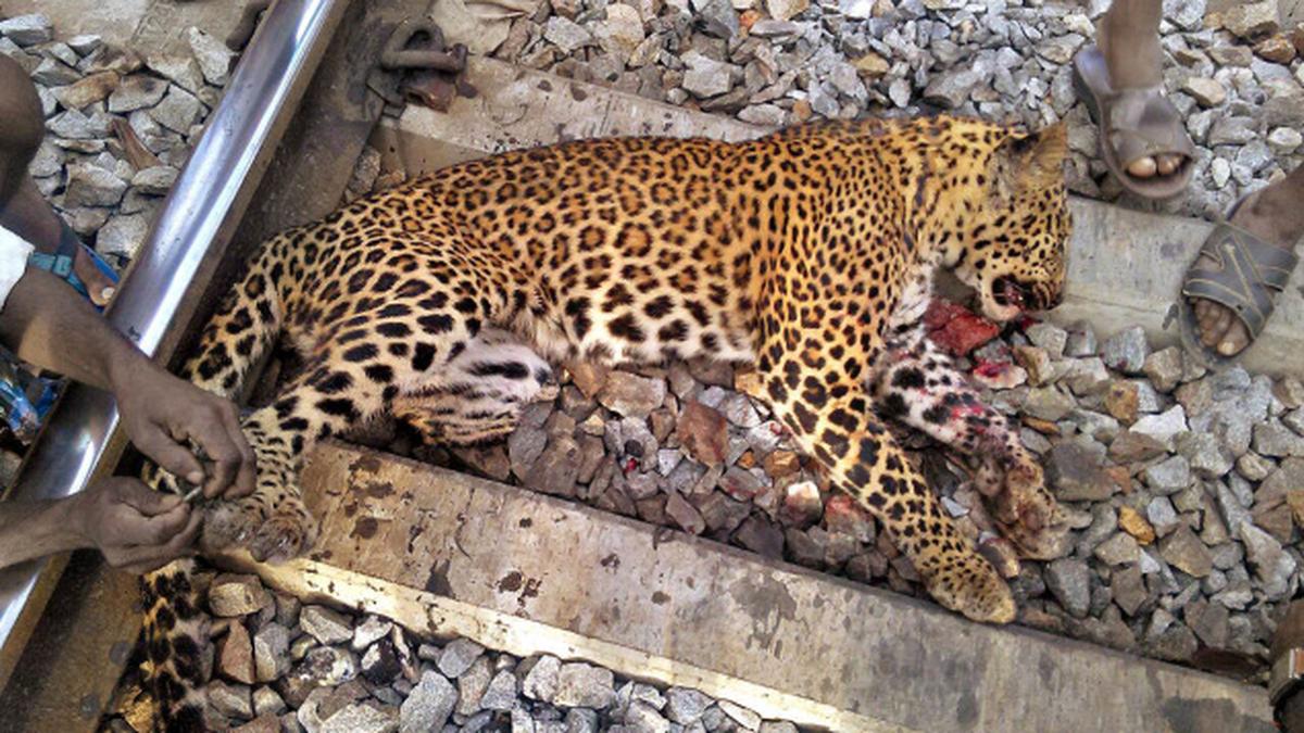 Female leopard found dead on railway track - The Hindu