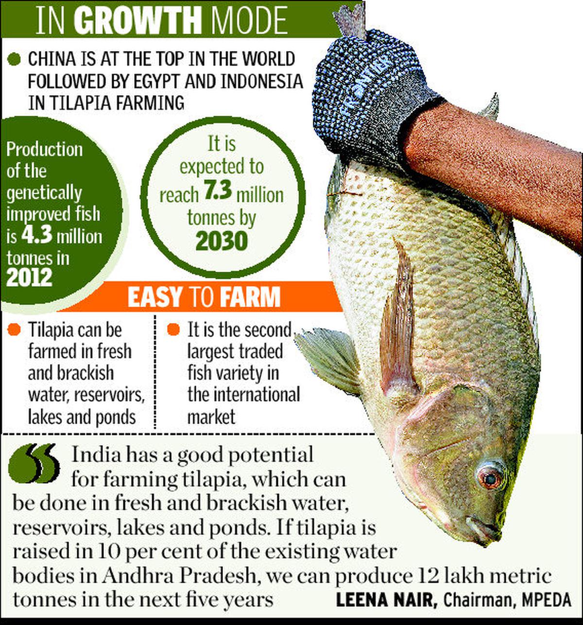 Tilapia Fish In India vlr.eng.br