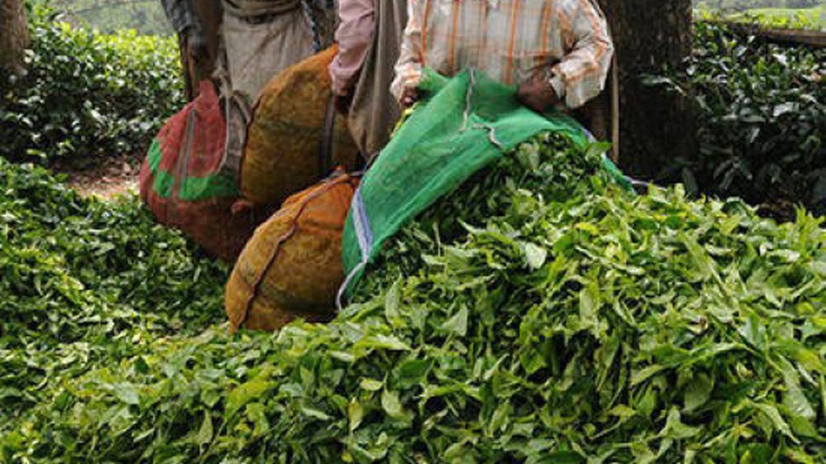 Tea industry fears hurdles to PPC implementation The Hindu