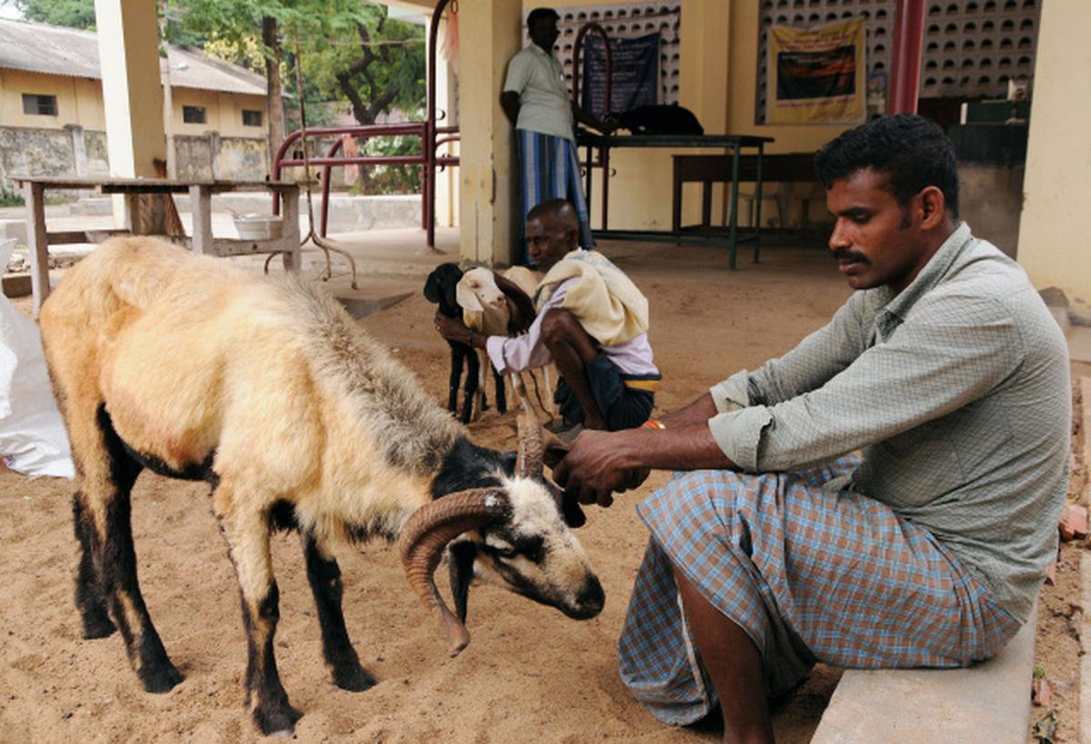 Treatment of dog 2024 bite in sheep