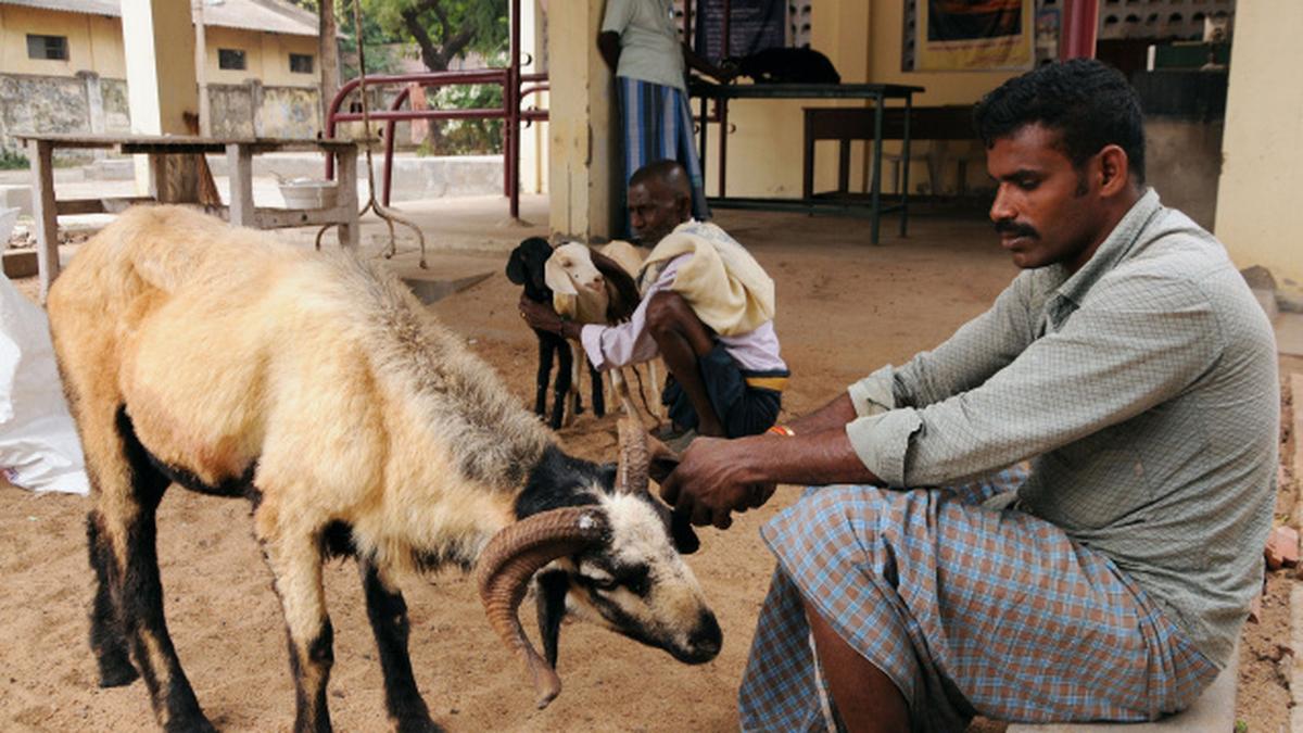 Stray dogs attack goats and sheep The Hindu